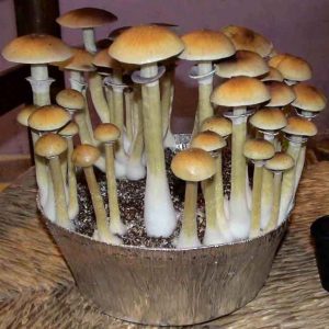burma mushroom