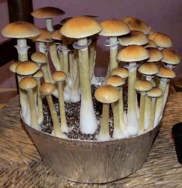 colorado mushrooms