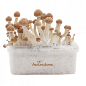 Buy Magic Mushroom Grow Kit online.