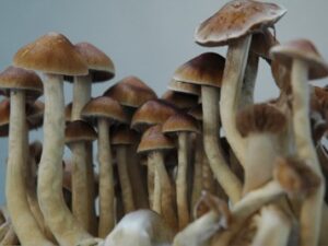 Magic Mushroom Grow Kit