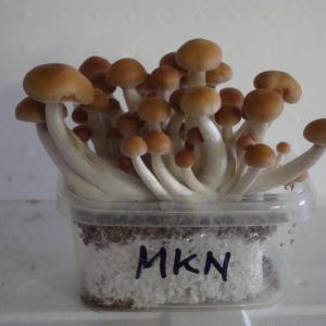 Buy Mckennaii Magic Mushrooms
