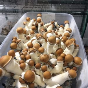 Buy penis envy shrooms online