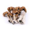 Bulk Golden Teacher Magic Mushrooms